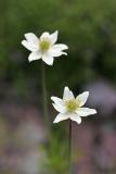 Patagonisches Windröschen (Anemone magellanica hort.)