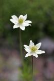 Patagonisches Windrschen (Anemone magellanica hort.)