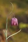 Schachblume (Fritillaria meleagris) 2