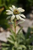 Schnee-Edelweiß (Leontopodium alpinum Cass. spp. nivale Tutin) 2