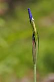 Sibirische Schwertlilie (Iris sibirica) 2