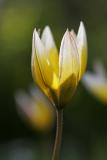Späte Zwergtulpe (Tulipa tarda Stapf)