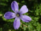 Blauröhre (Cyananthus spec.)
