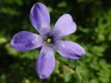 Blaurhre (Cyananthus spec.)