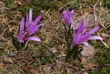 Frühlings-Lichtblume (Bulbocodium vernum)