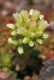 Kugel-Hauswurz (Jovibarba hirta (L.) Opiz ssp. glabrescens (Sabr.) Soo & Jav.)