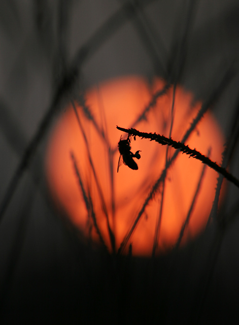 Bee-at-Sunrise