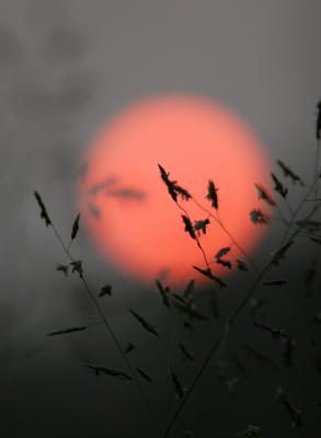 Misty-Dawn