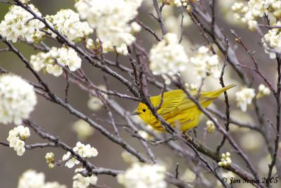 Yellow Warbler in flowers