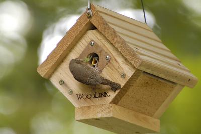 Wren feeding chick