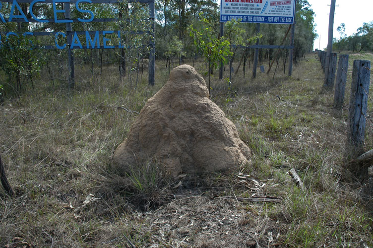 termite mound 01.jpg