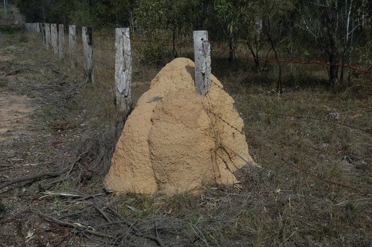 termite mound 04.jpg