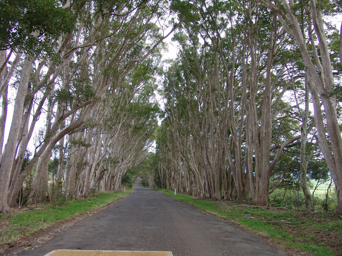 tree tunnel.jpg