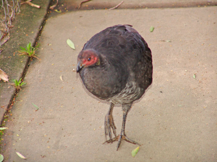 Bush turkey a.jpg