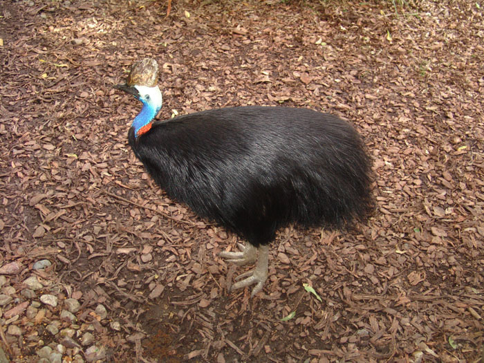 cassowary c.jpg