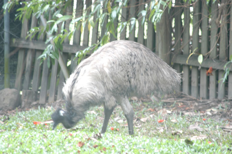emu b.jpg