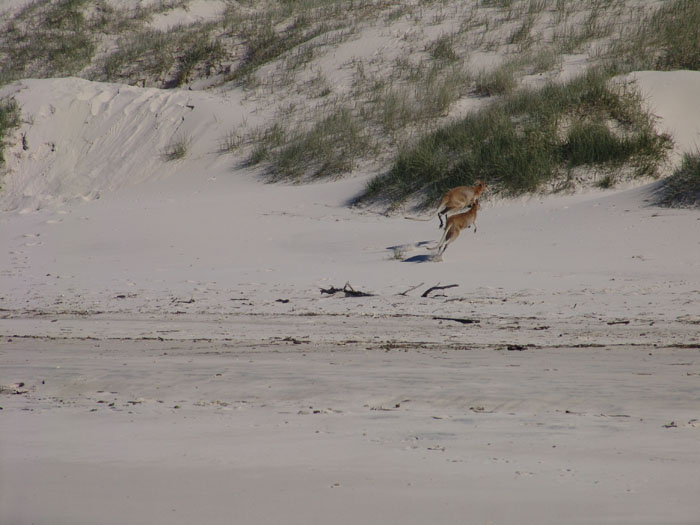 kangaroos 05.jpg