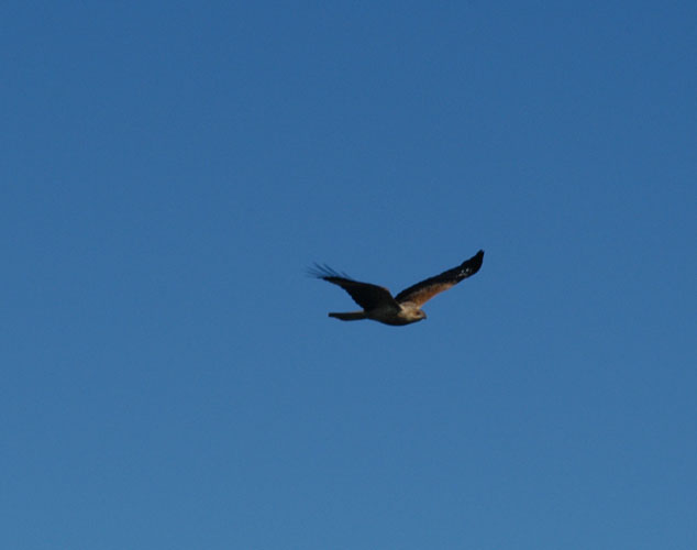 osprey 02.jpg