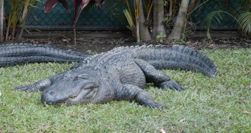 croc c.jpg