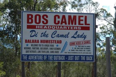 Kiss a Camel . . .jpg