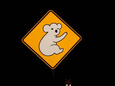 koala crossing . . .jpg