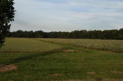 pineappe field 01.jpg