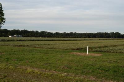 pineapple fields 02.jpg