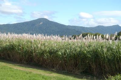 sugar cane.jpg