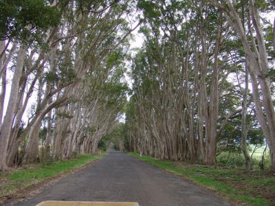 tree tunnel.jpg