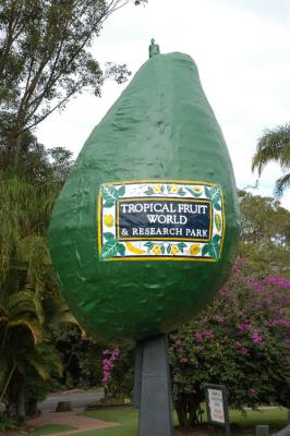 Tweed Valley Giant Avocado.jpg