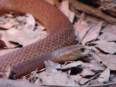 brown snake a.jpg