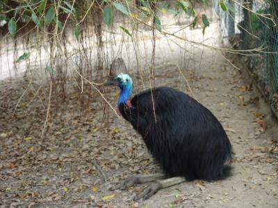 Cassowary b.jpg