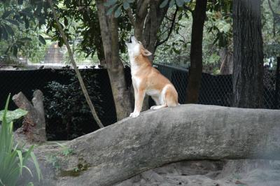 dingo c.jpg