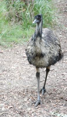 emu a.jpg