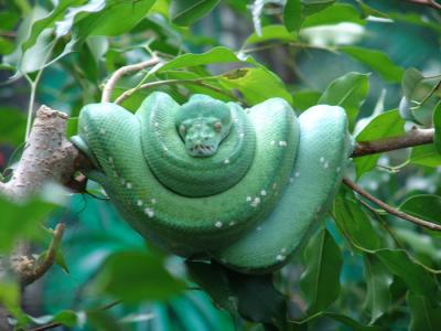 green tree python a.jpg