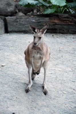 kangaroo a.jpg