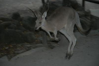 kangaroo b.jpg
