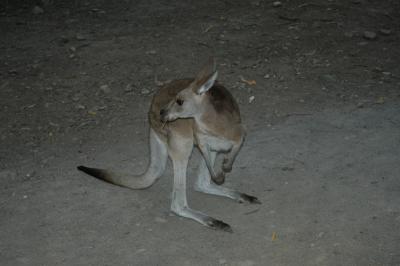 kangaroo c.jpg