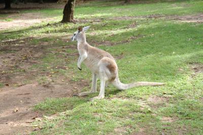 kangaroo d.jpg
