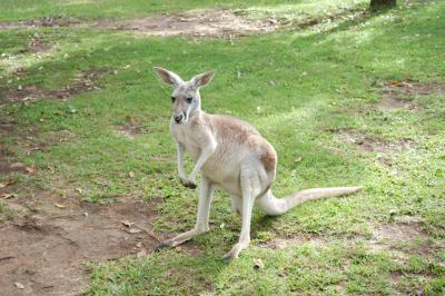 kangaroo e.jpg