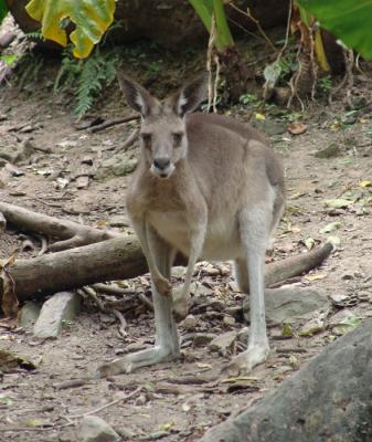 kangaroo f.jpg