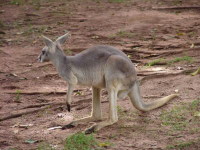 kangaroo g.jpg