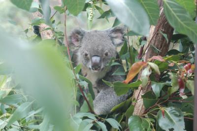 koala a.jpg