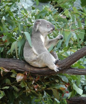 koala b.jpg
