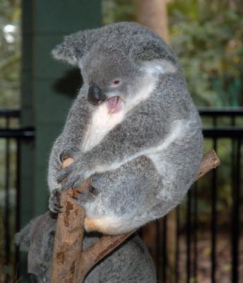 koala d.jpg