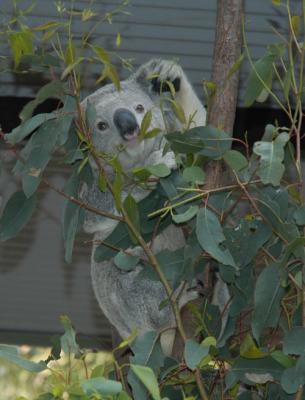 koala e.jpg