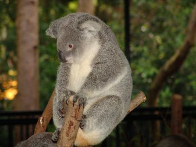 koala f.jpg