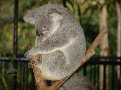 koala g.jpg