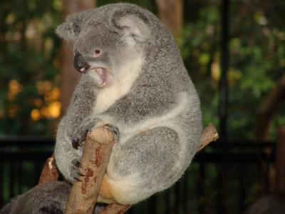 koala i.jpg
