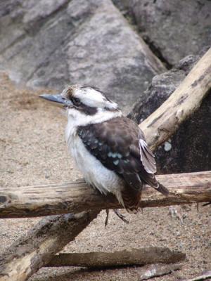 Kukaburra c.jpg